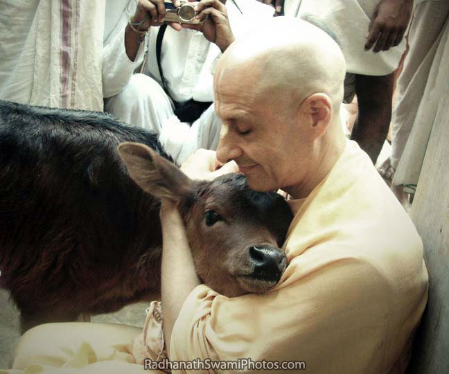 Radhanath Swami With Calf