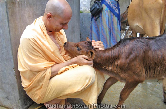 Radhanath Swami with a Calf