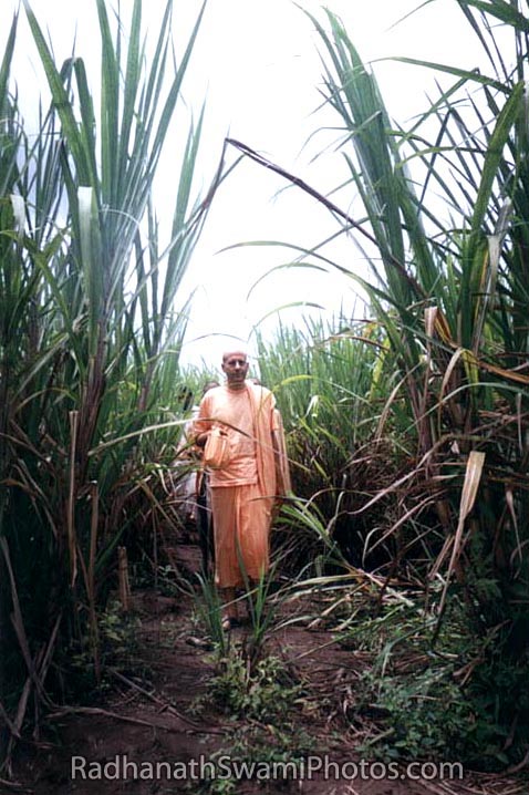 Radhanath Swami Walking Amongst Tall Grasses