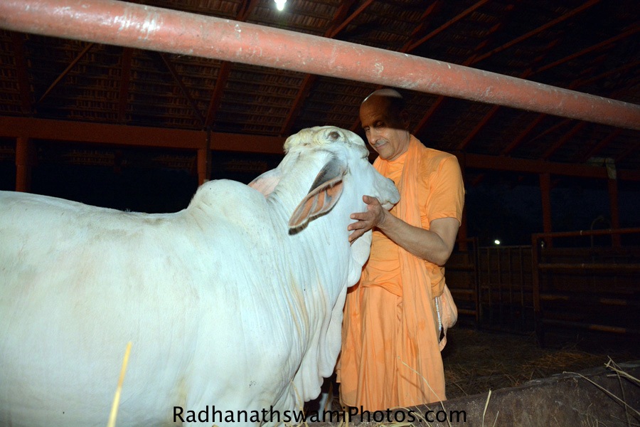Radhanath Swami Caressing Cows at Gev