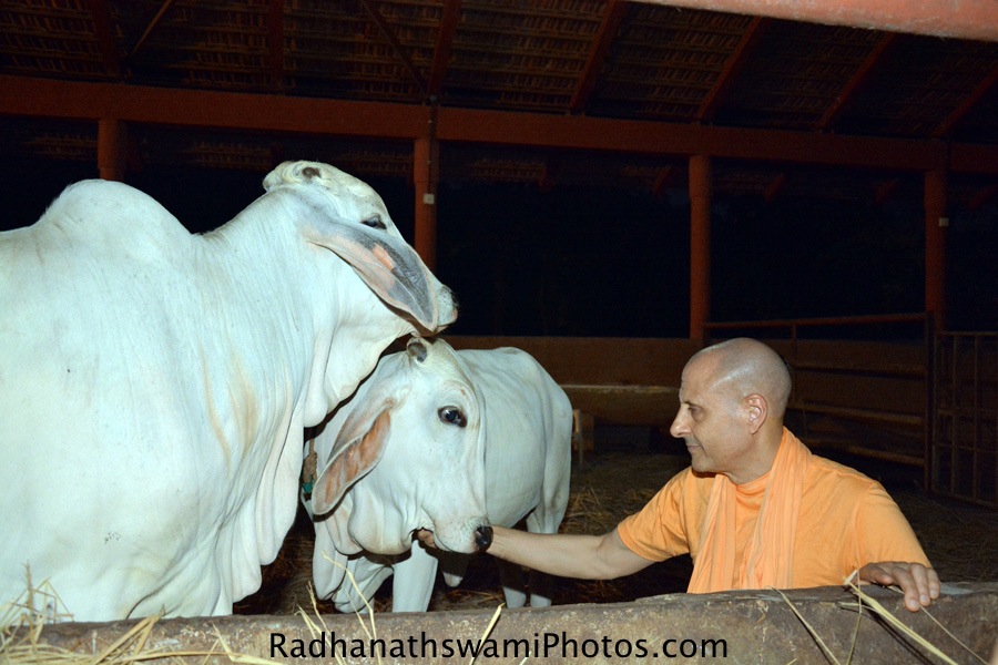 Radhanath Swami caressing cows