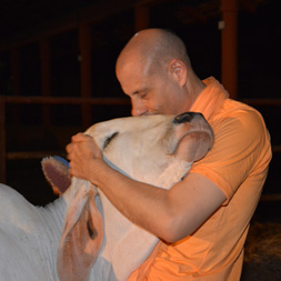 Radhanath Swami embrassing cow
